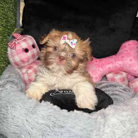 Shih Tzu