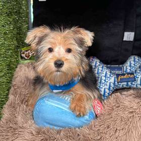 Yorkshire Terrier