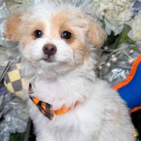 Maltipoo