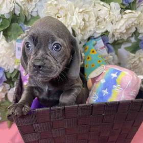 Puggle