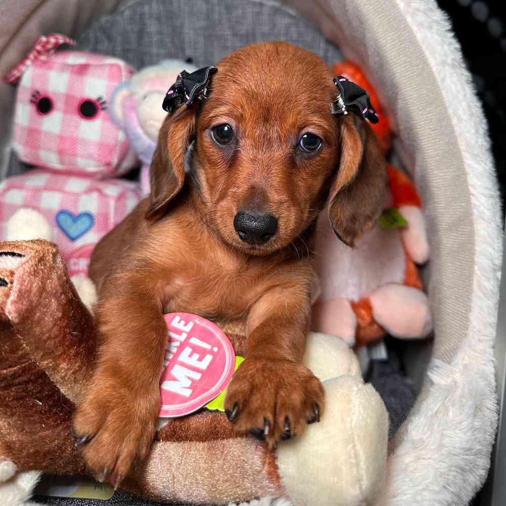 carousel pet images
