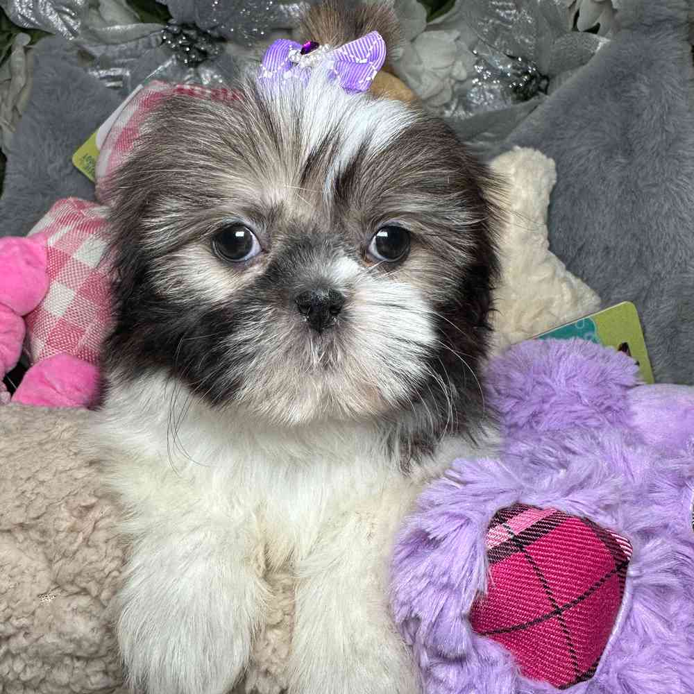carousel pet images