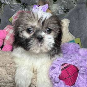 Shih Tzu