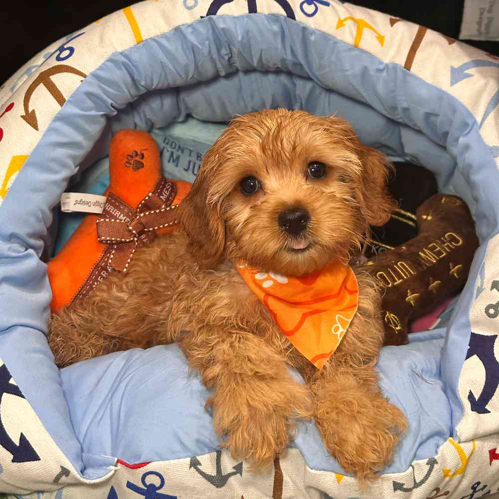 carousel pet images