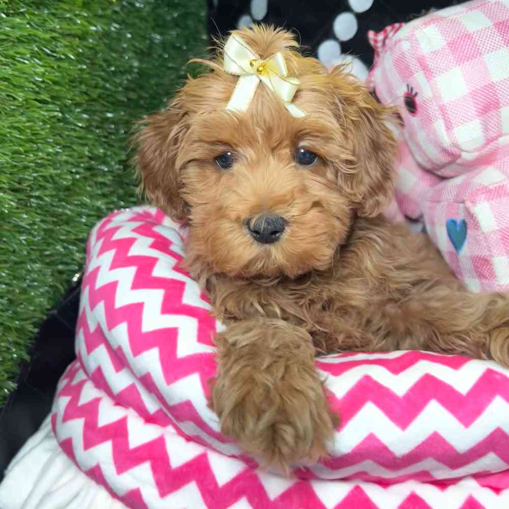 carousel pet images