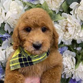 Mini Goldendoodle 2nd Gen