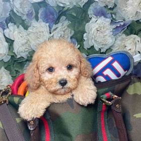 Cavapoo 2nd Generation