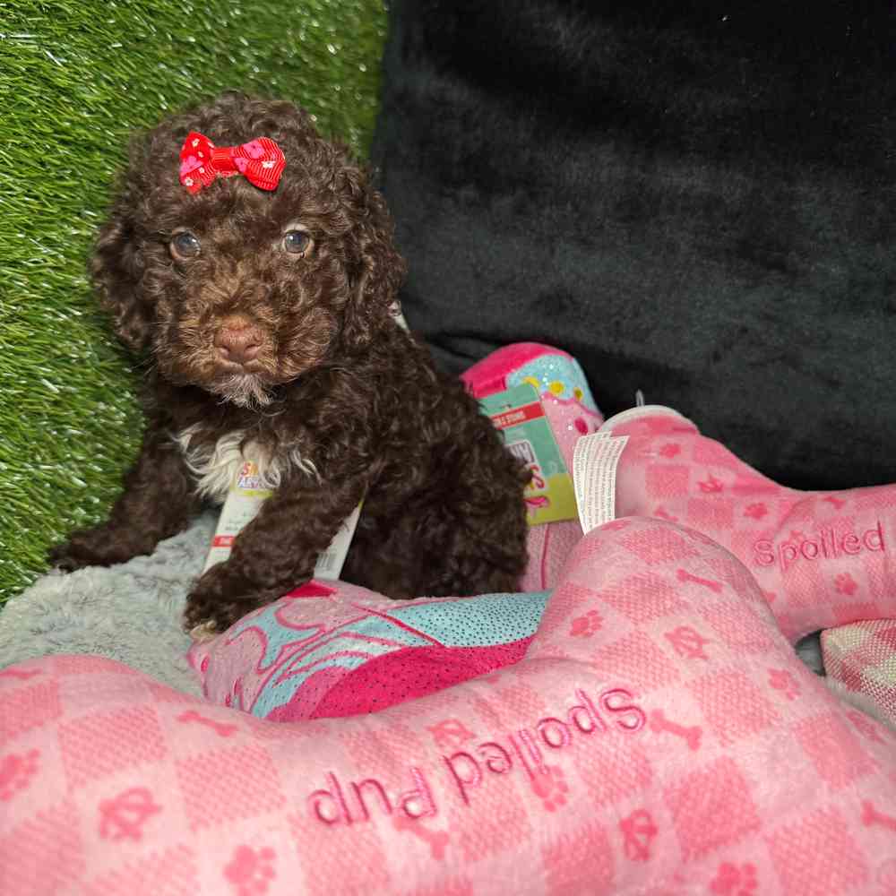 carousel pet images