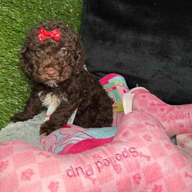 Poodle