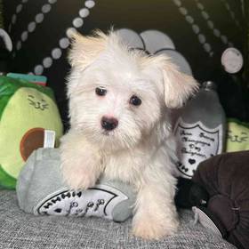 Maltese