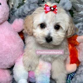 Maltipoo