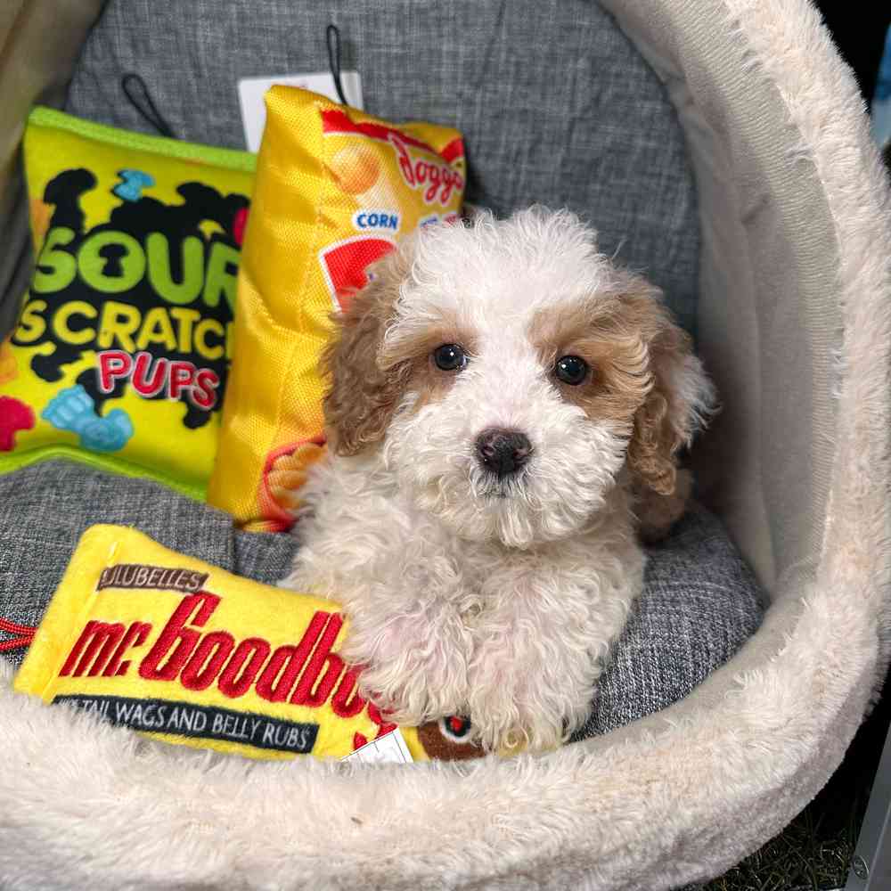 carousel pet images