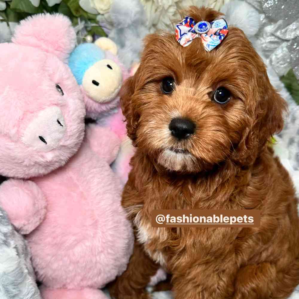 carousel pet images