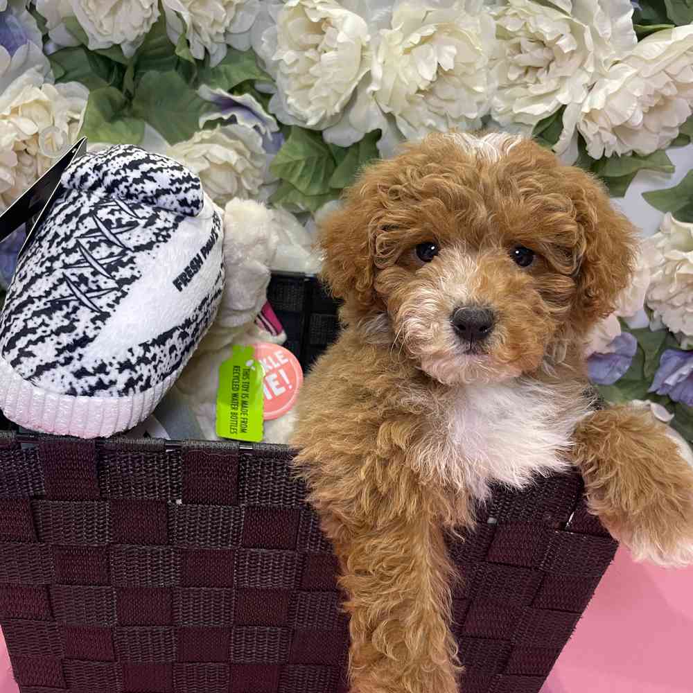 carousel pet images