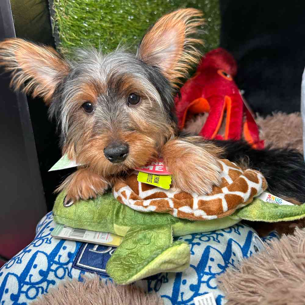 carousel pet images