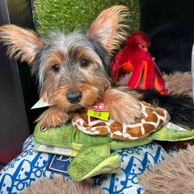 Yorkshire Terrier