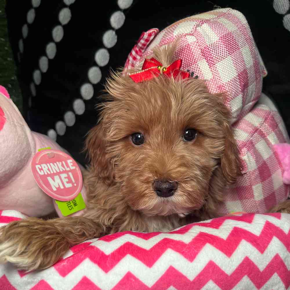 carousel pet images