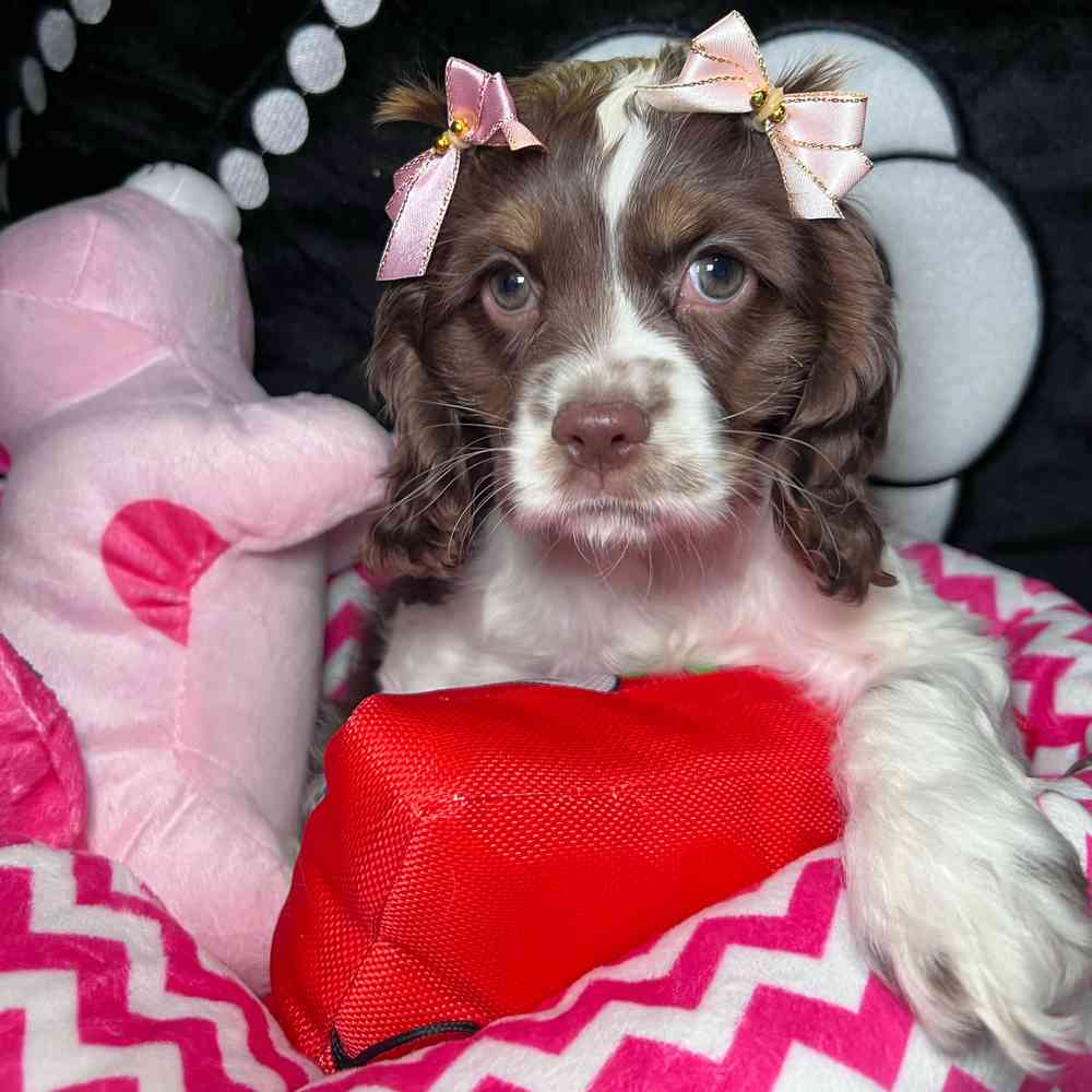 carousel pet images