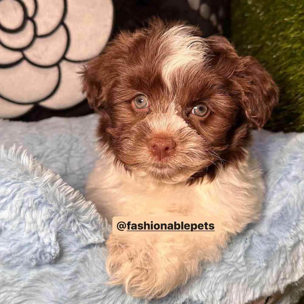 Chocolate havanese with blue eyes for sale online