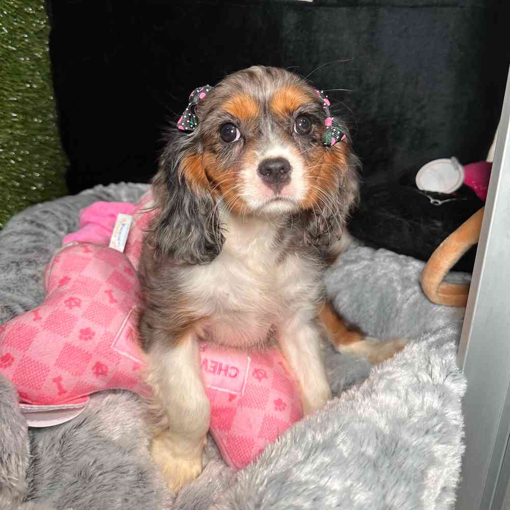 carousel pet images