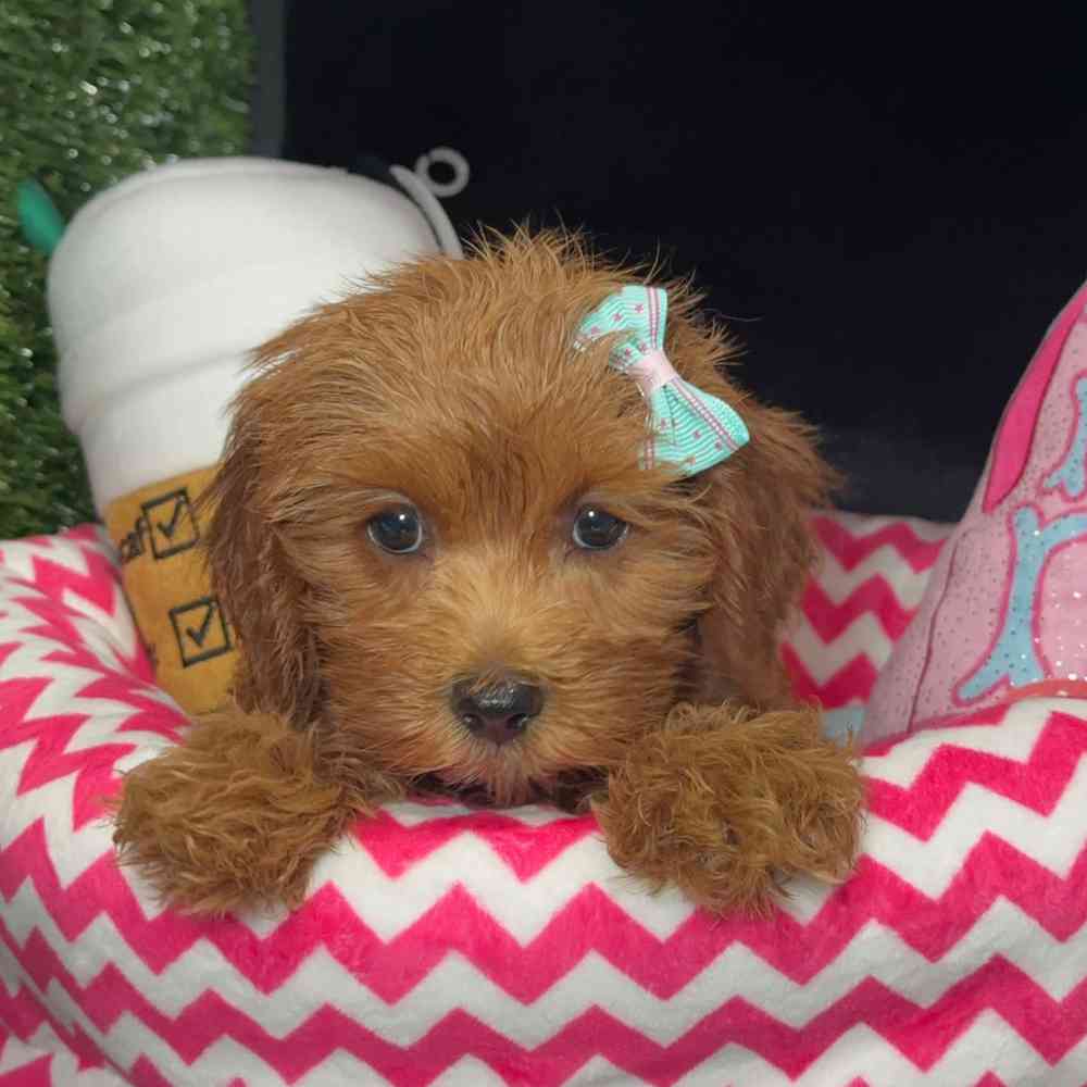 carousel pet images