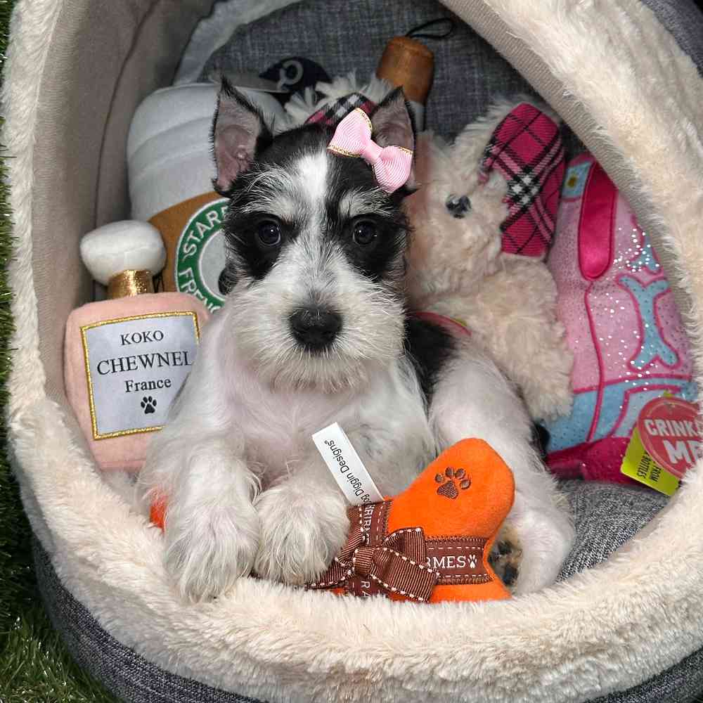 Image of a pet breed in the gallery