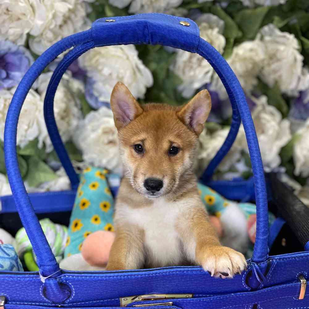 carousel pet images