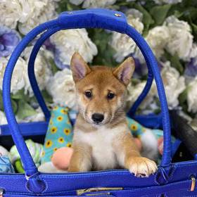 Shiba Inu