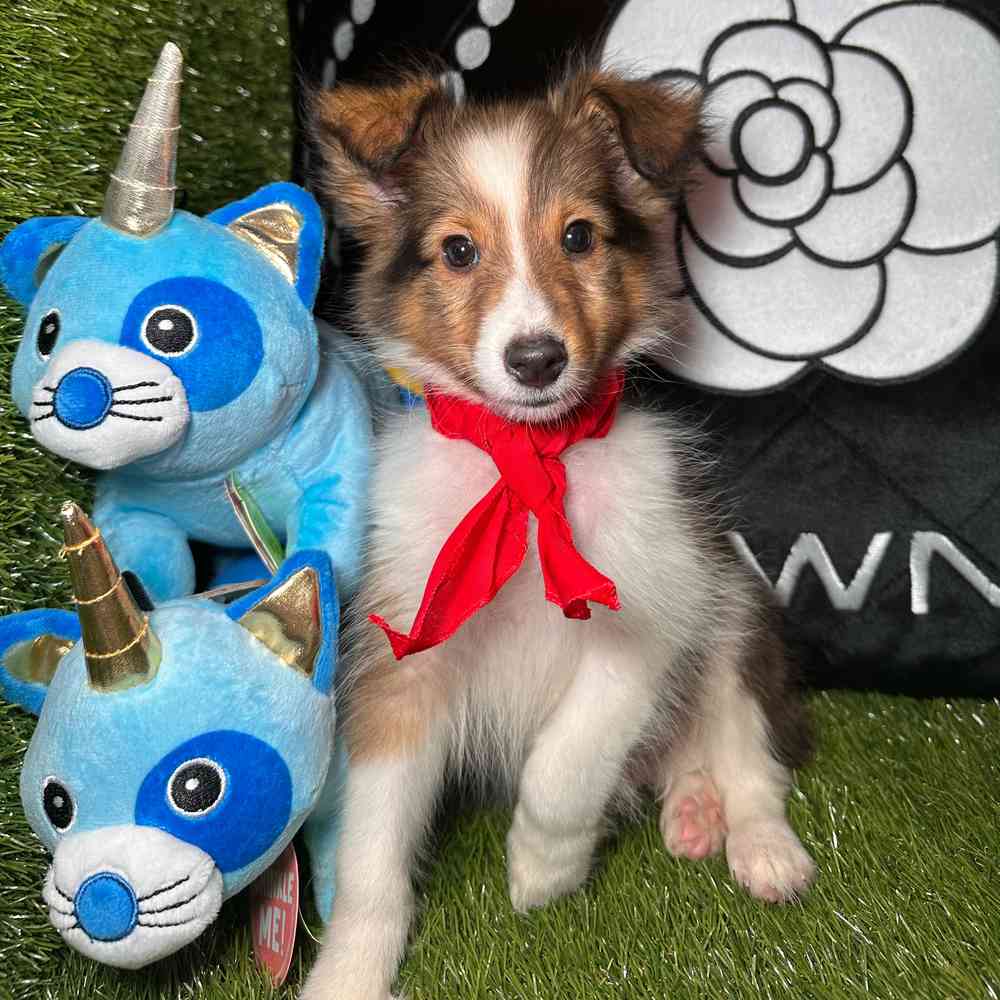 carousel pet images
