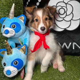 Sheltie