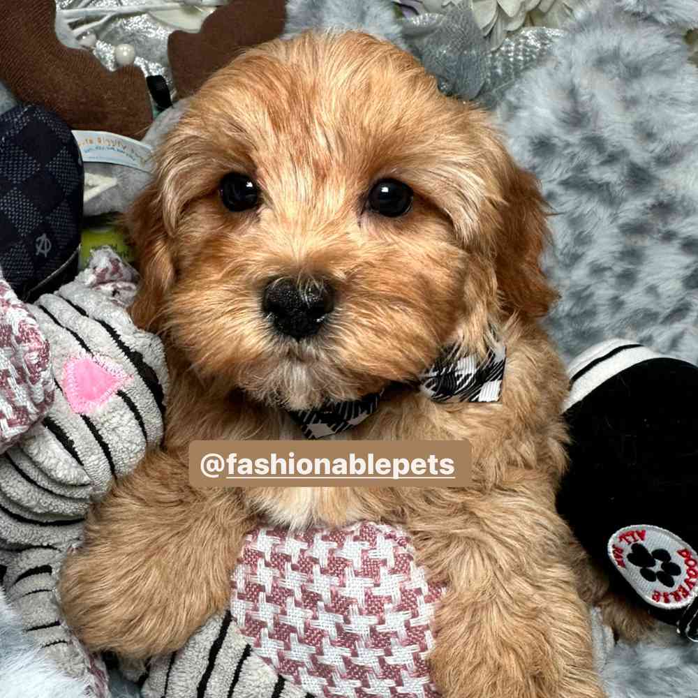 carousel pet images