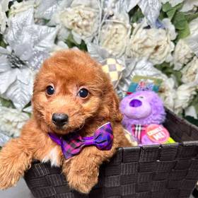 Cavapoo