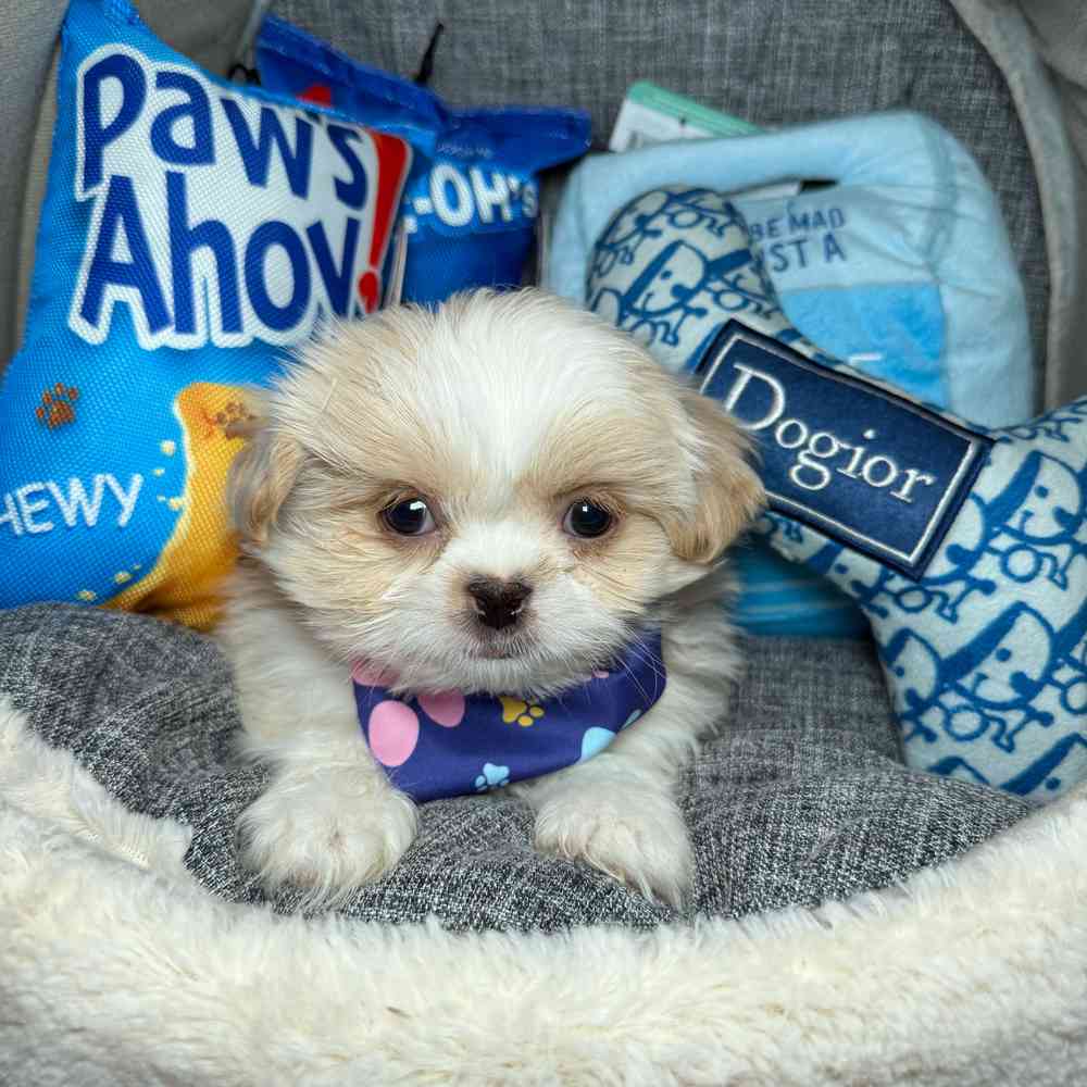 Image of a pet breed in the gallery