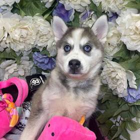 Alaskan Klee Kai