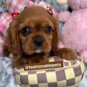 Cavalier King Charles Spaniel