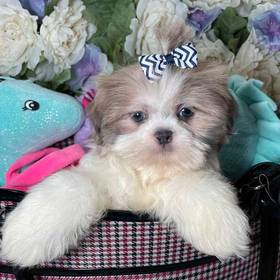 Shih Tzu