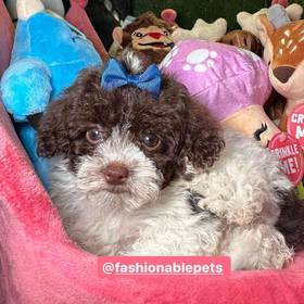 Poodle Toy