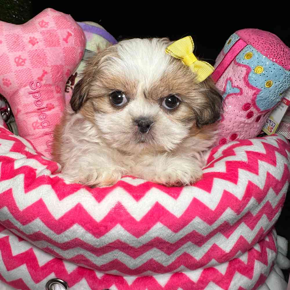 Image of a pet breed in the gallery