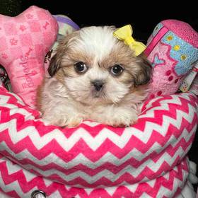 Shih Tzu
