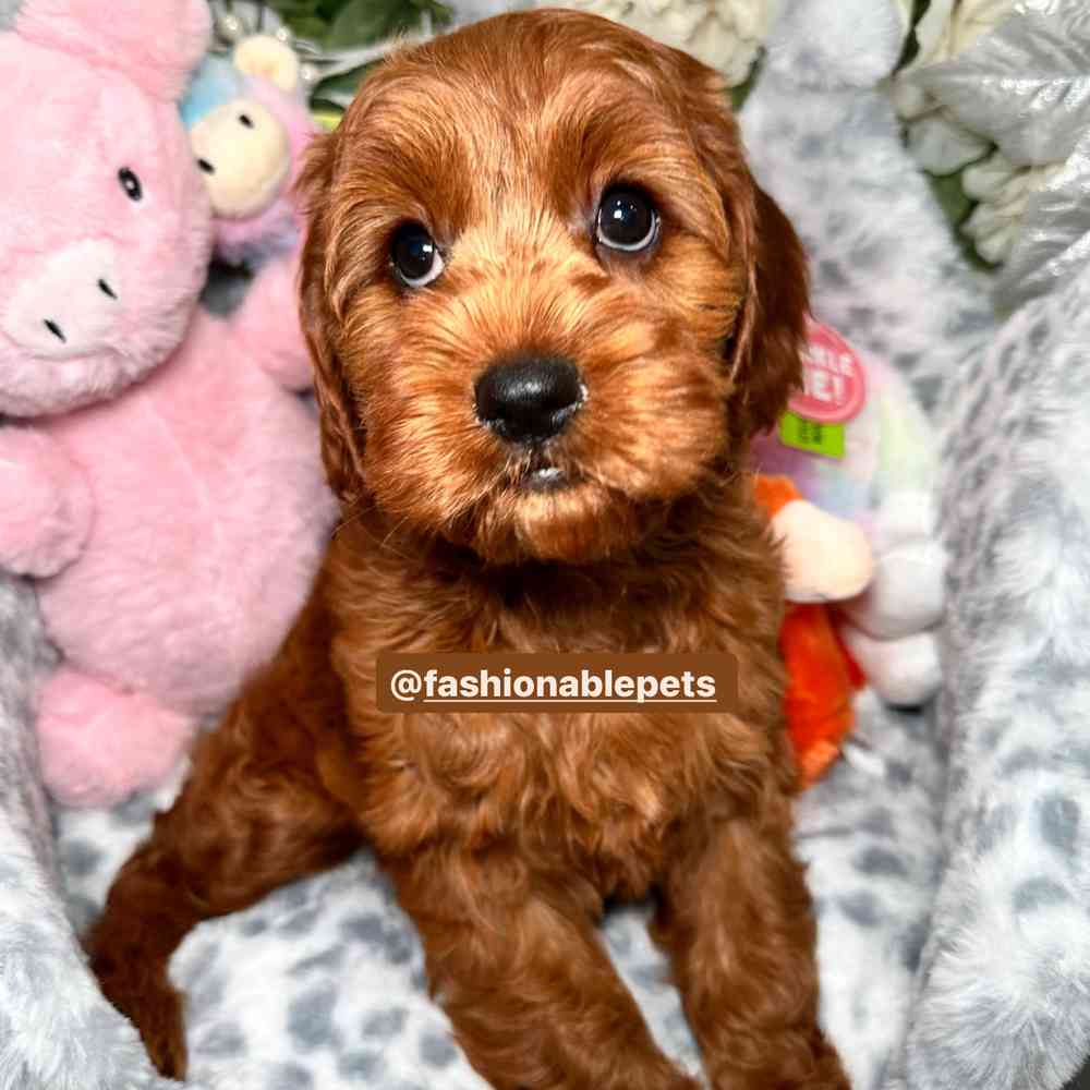 carousel pet images