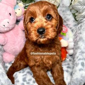 Cavapoo