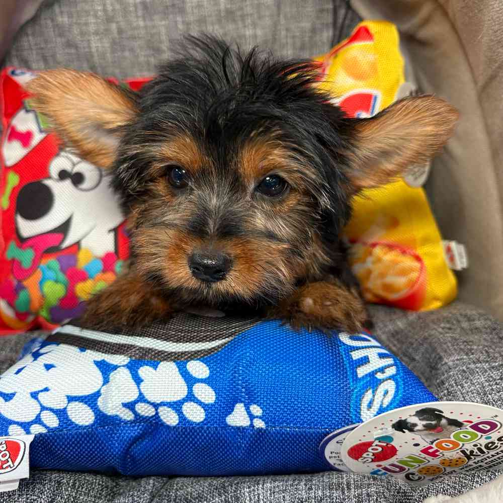 carousel pet images
