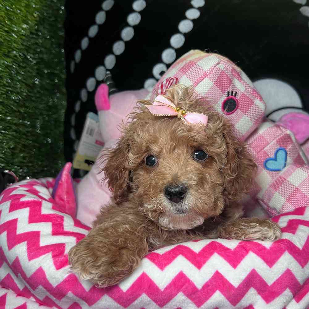 carousel pet images