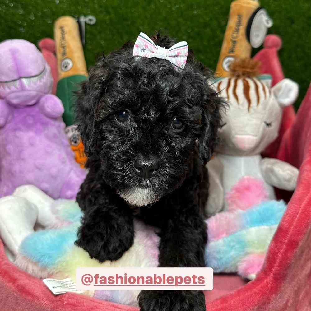 2nd generation sales cavapoo