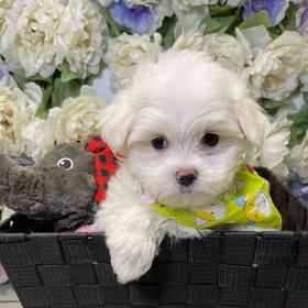Maltese