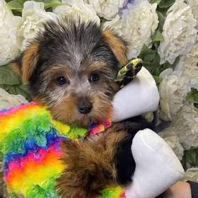 Yorkshire Terrier