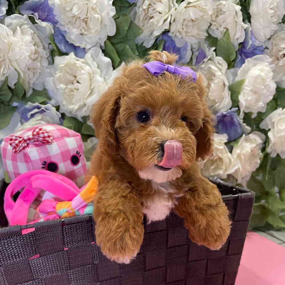carousel pet images