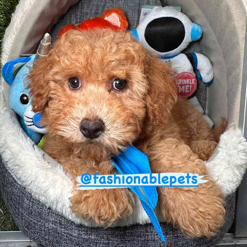 carousel pet images
