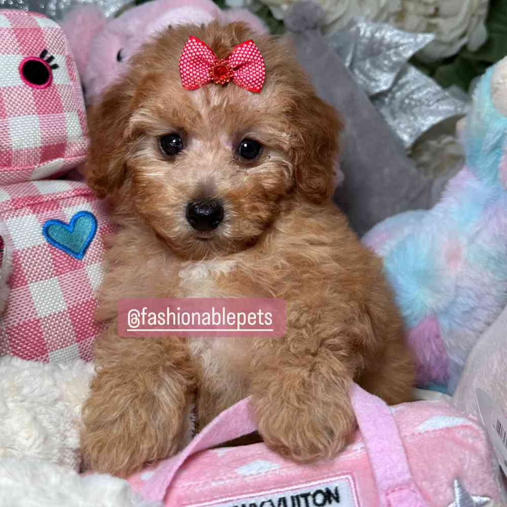 carousel pet images