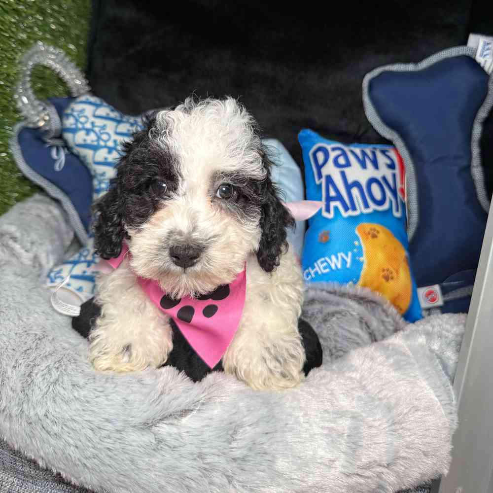 carousel pet images